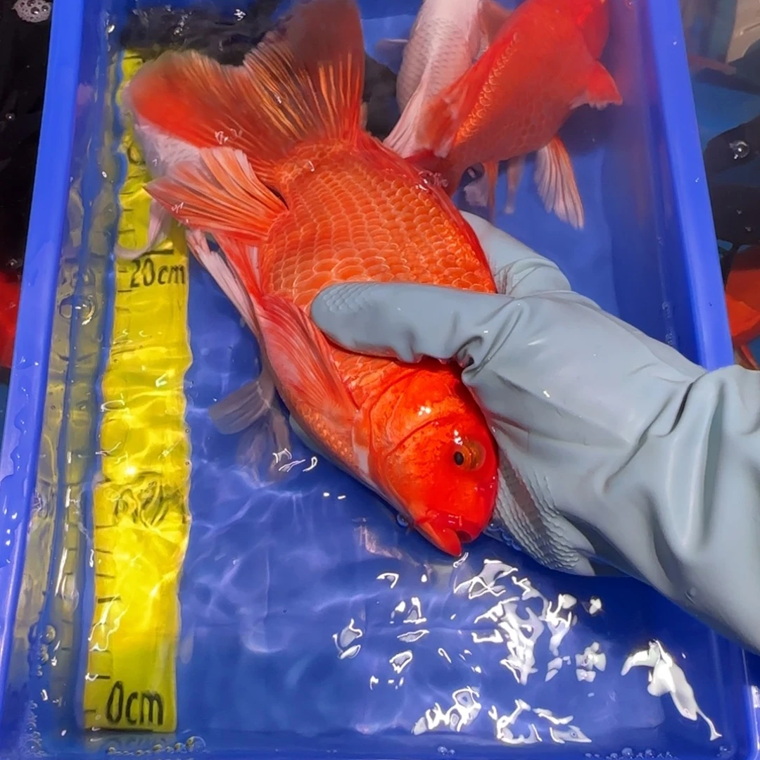 中国大陆蝴蝶鲤红色一条