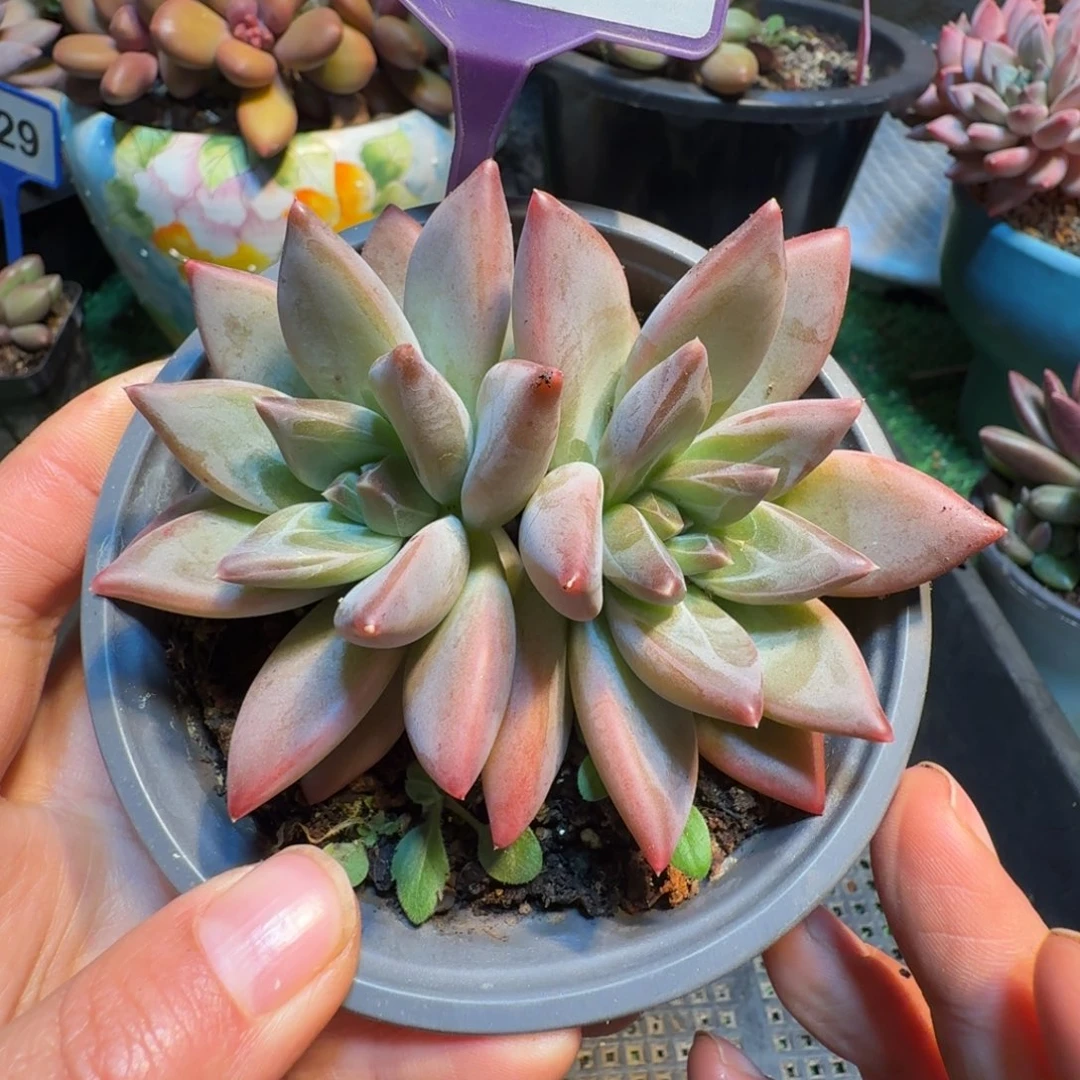 新品美人多肉植物795