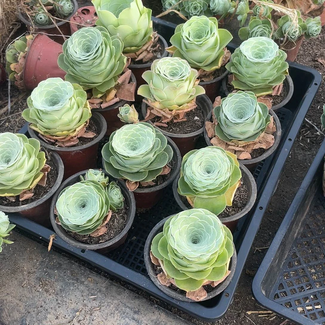 山地玫瑰12颗多品种不售后量拍