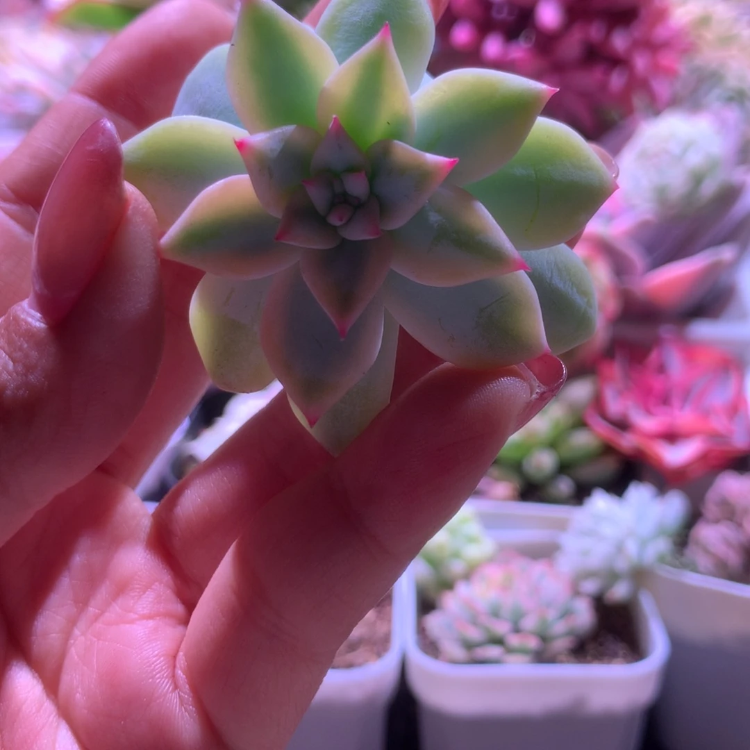 鑫***G粉蓝鸟覆轮锦砍头有杆子