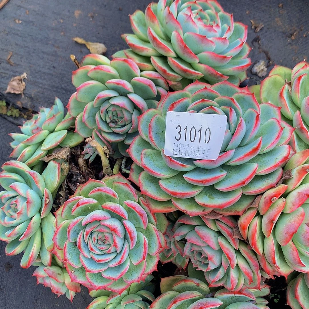 不***鱼侧影31010。