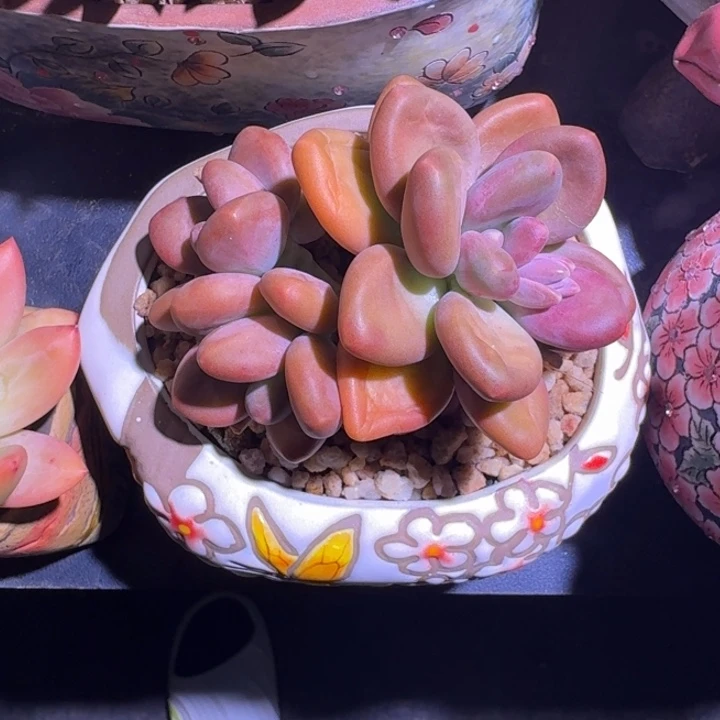 芒果奶 3头 一物一拍