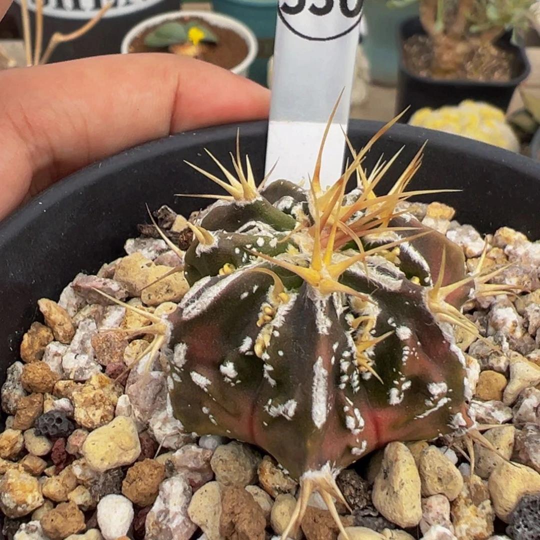 实生根般若多肉植物带盆土变异