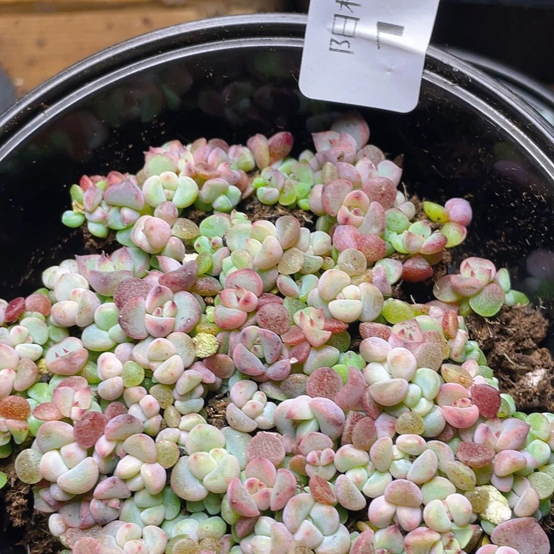 多肉植物多肉植物116