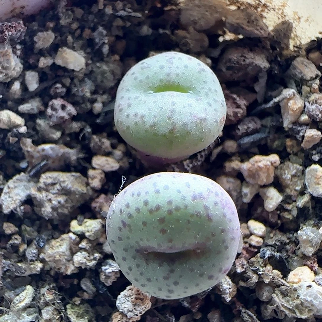 清棚大甩卖开始了43349