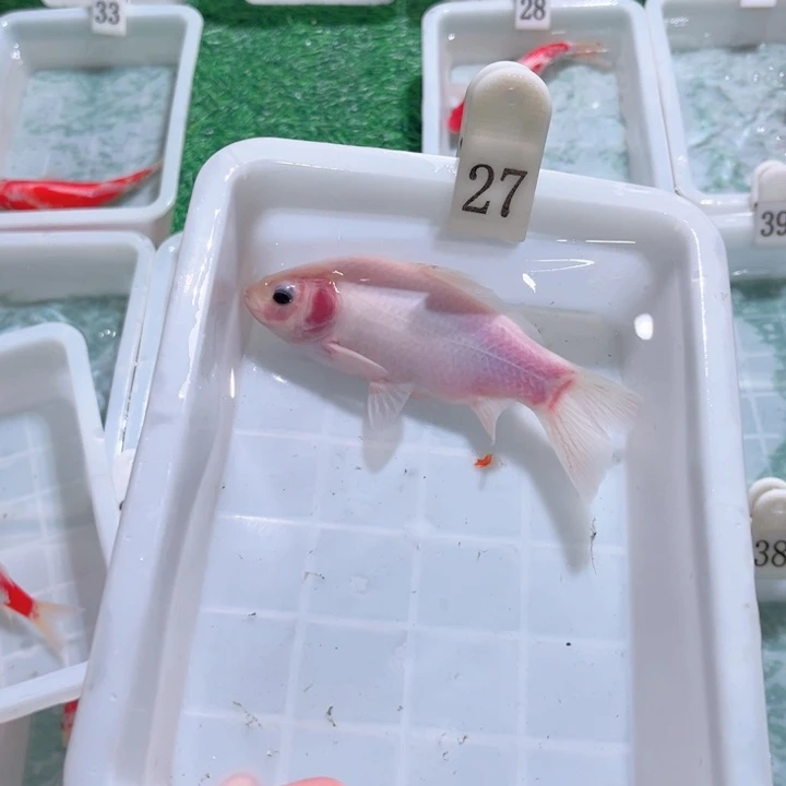 贵***仔海水鱼福利多多1一20