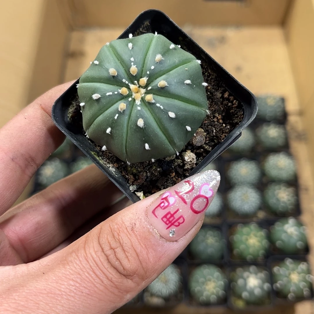 Y****826181一物一拍单头发货