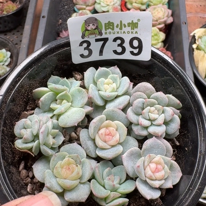 多肉植物多肉植物