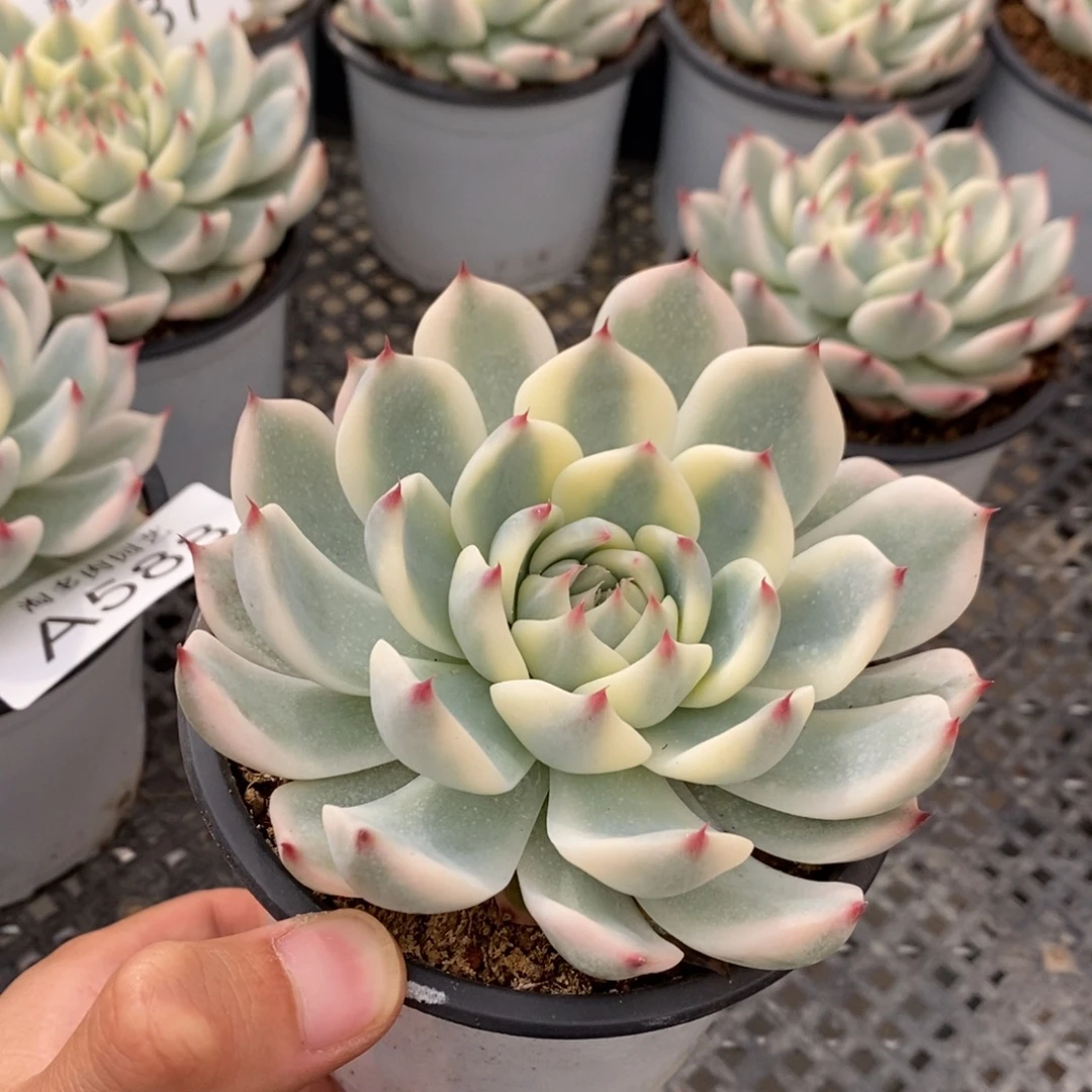 吉娃娃锦多肉植物A589
