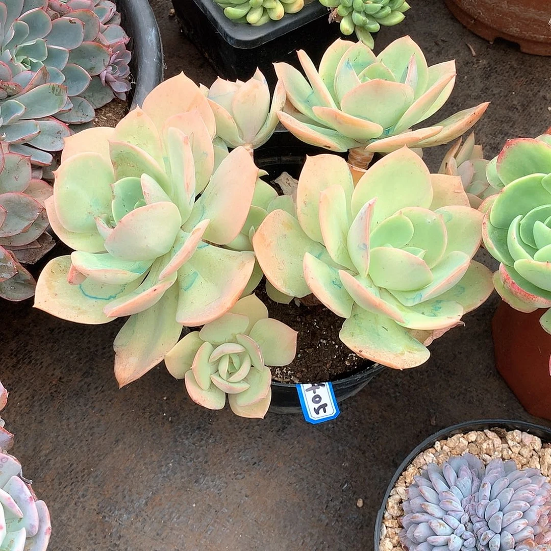 405趴趴熊 一物一拍多肉