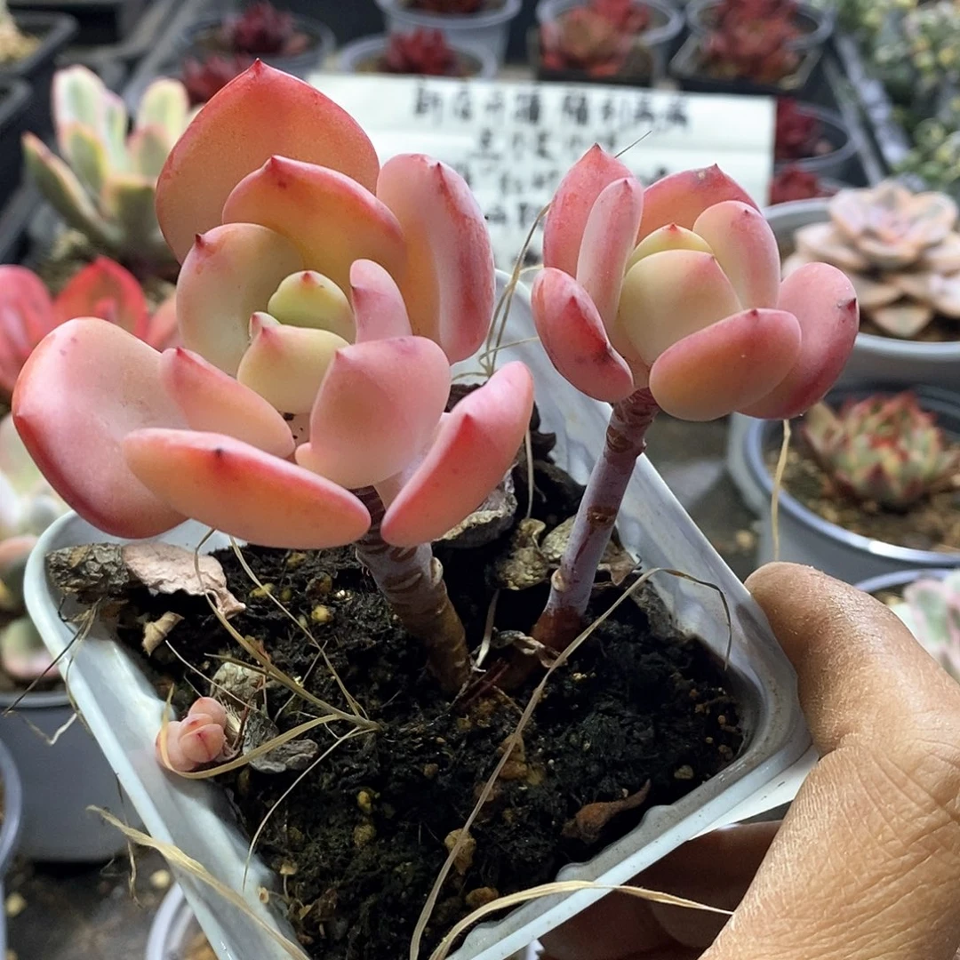 1566白月光多肉植物