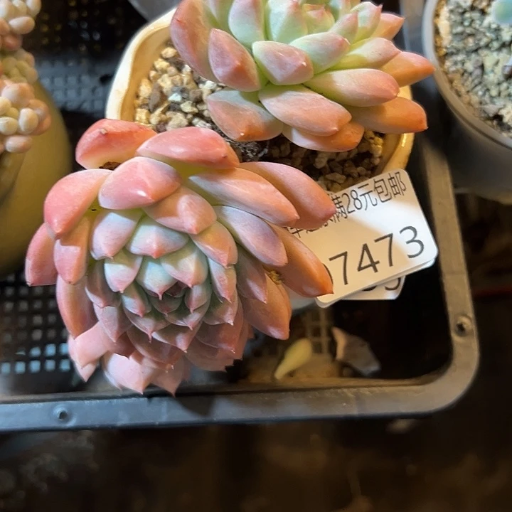 幸运儿的故事也是很有意思