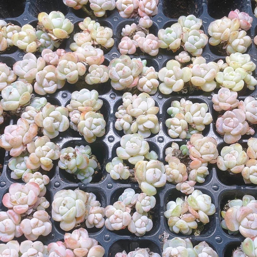 玉蝴蝶群不售后一个满25包邮