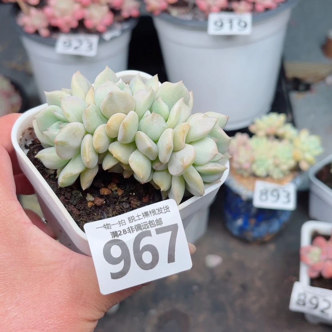 超奶群无盆土发货