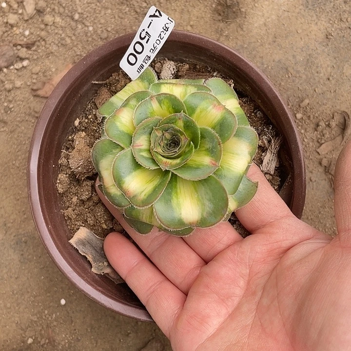 500暴君多肉植物福利