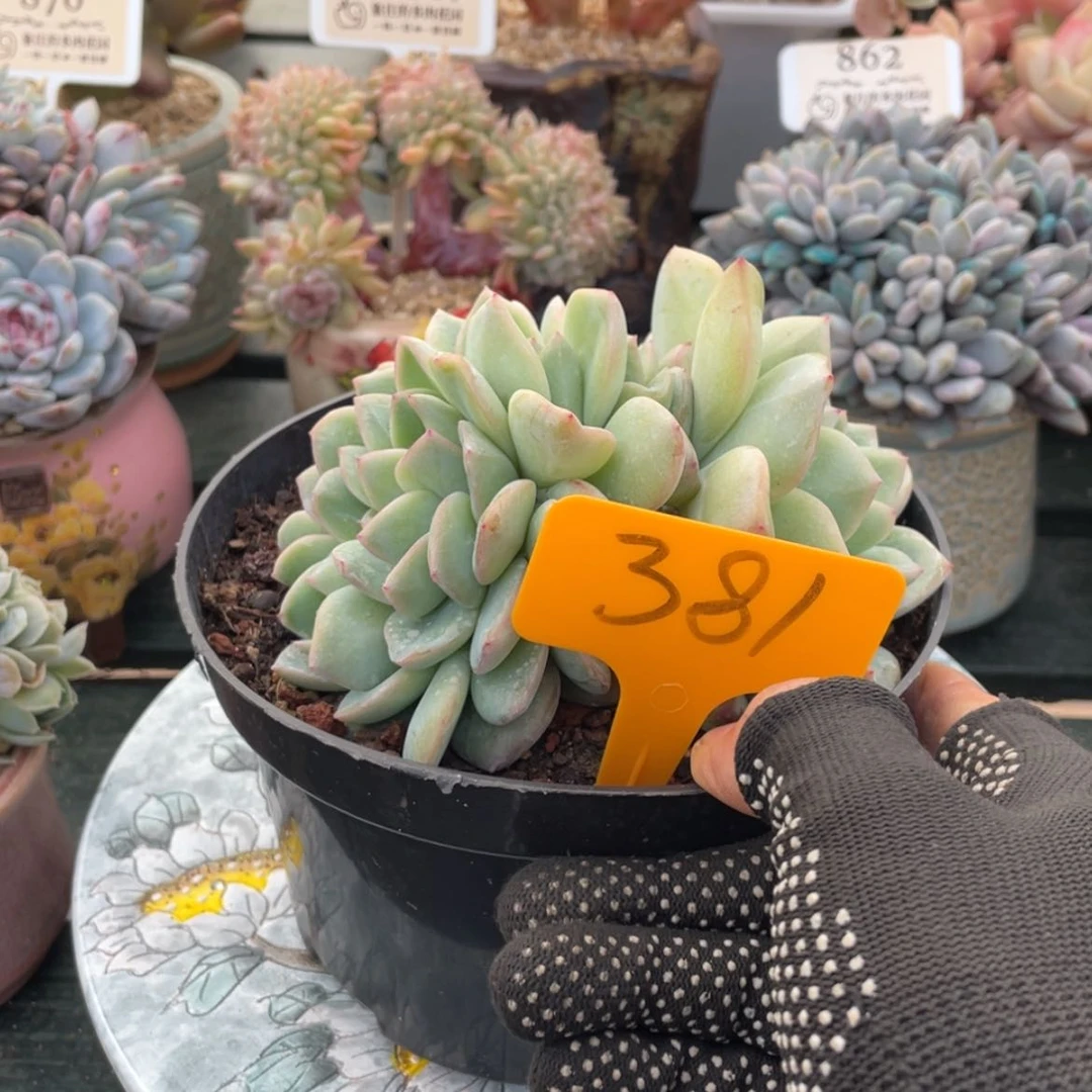 【闪购商品】风*泡芙缀381