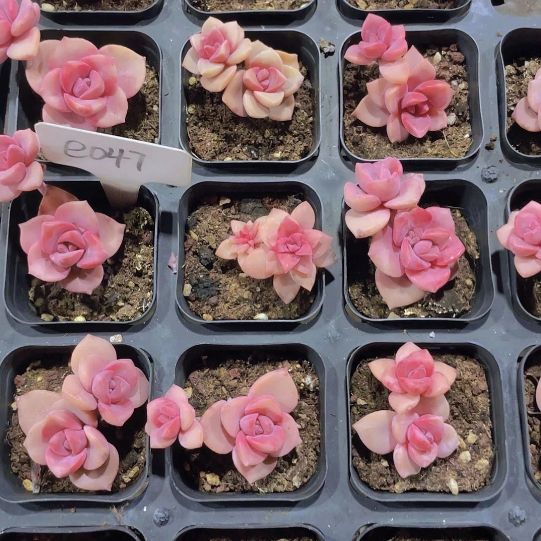 ?****?丽姐借力一物一拍