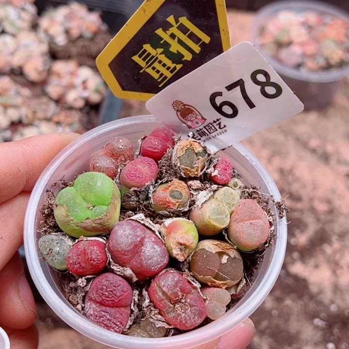 多肉植物多肉植物