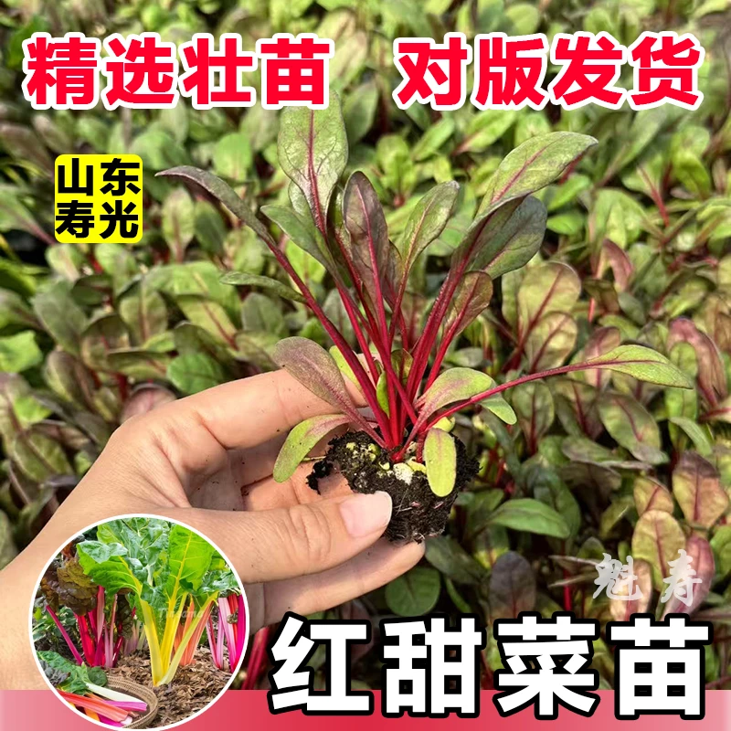 红叶甜菜苗秧苗四季高产多茬采收红梗甜菜补血菜金叶甜菜种子高甜