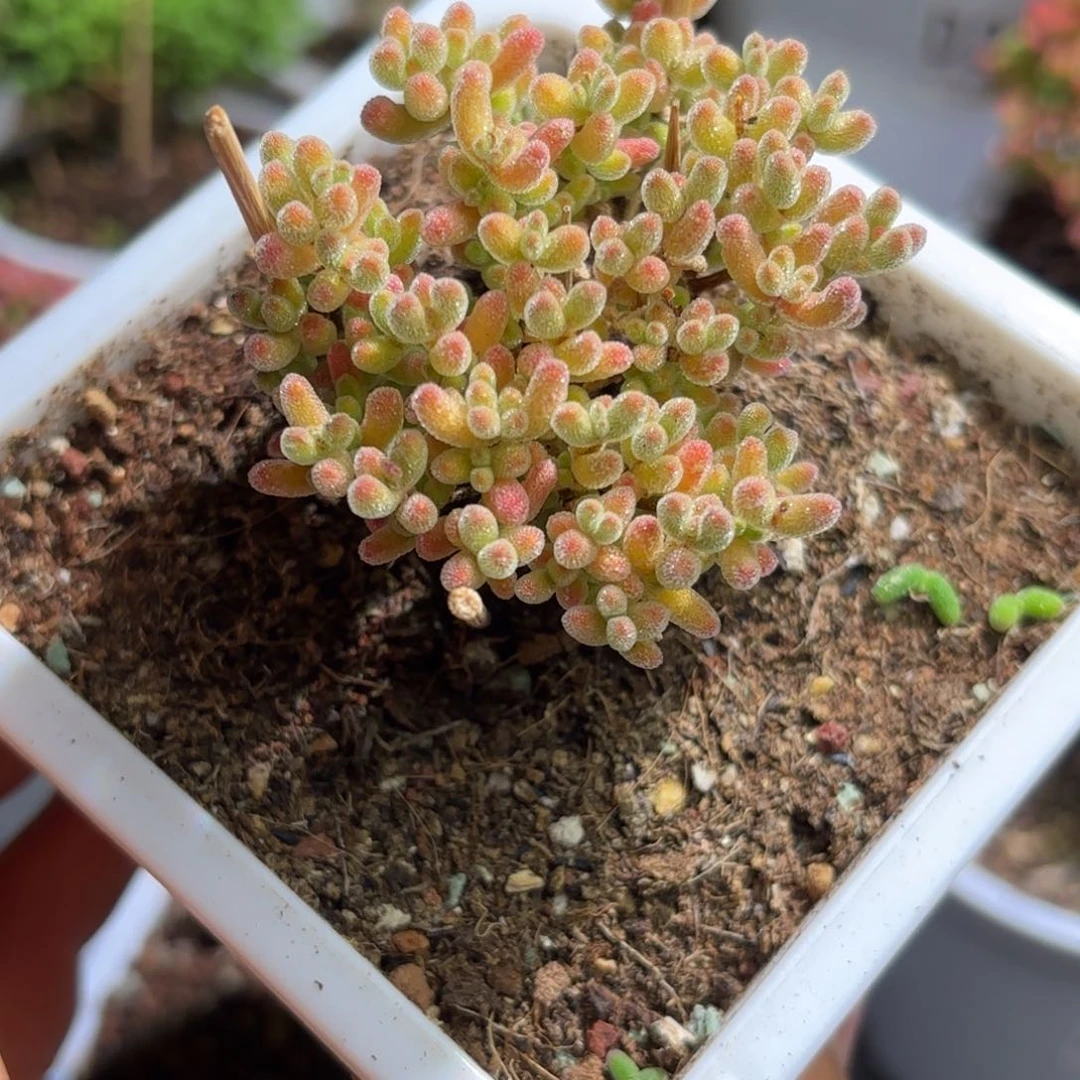 眷枝干番杏稀有色奶油冰A532带土