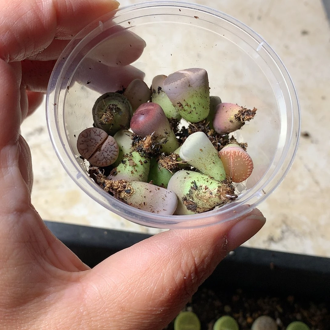?*?T201多肉植物保护研究所