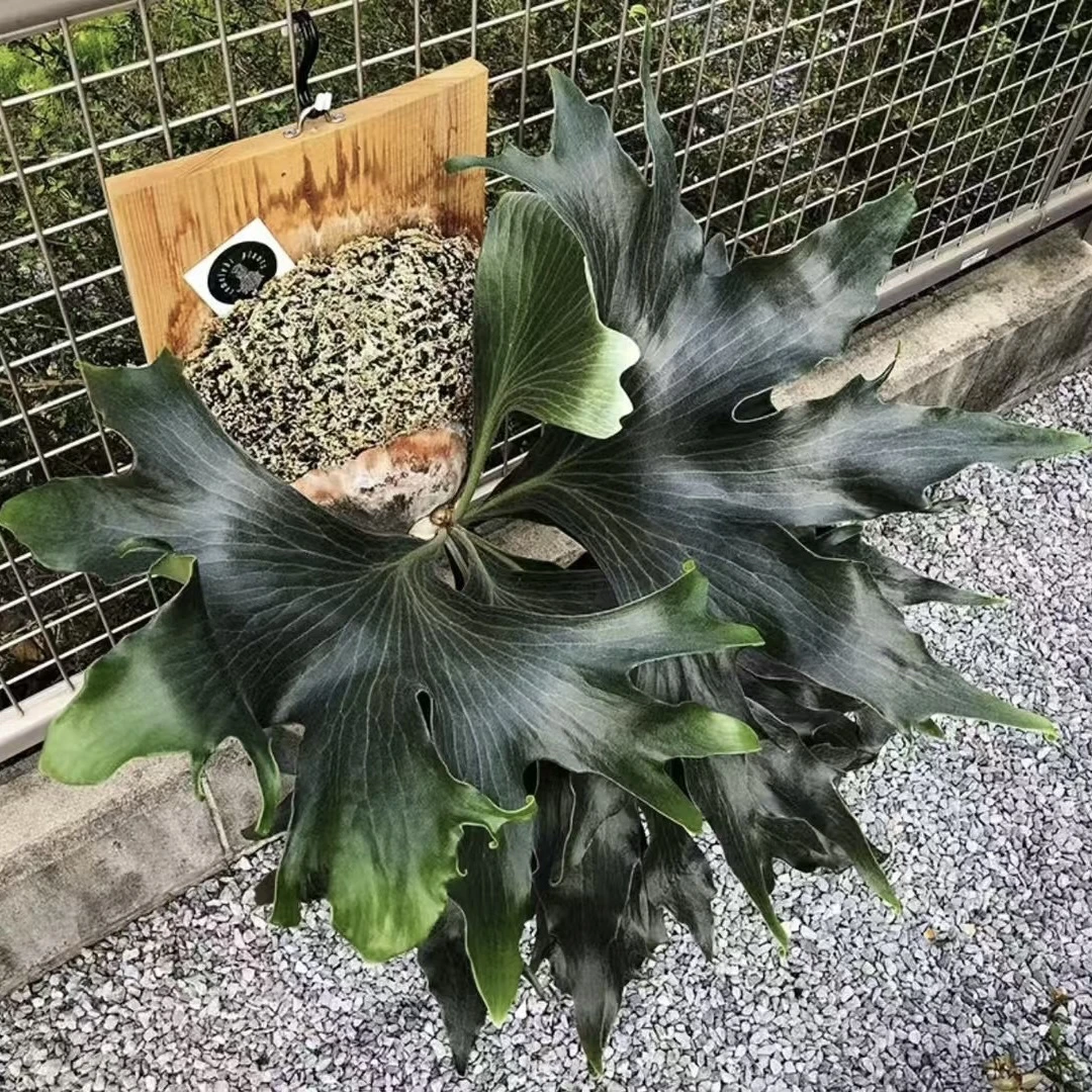 缀化深绿密欧mio鹿角蕨孢子苗 深绿系阳台室内家居绿植