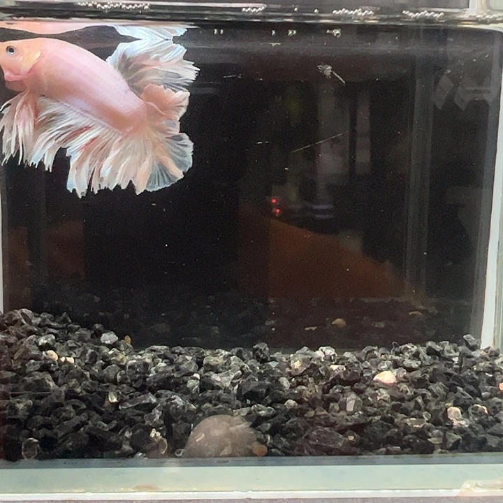 斗鱼竞拍跑单4日3