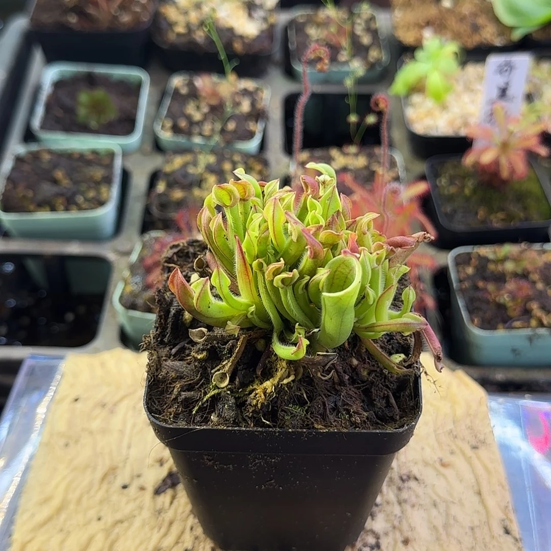 完全开放太阳瓶子草