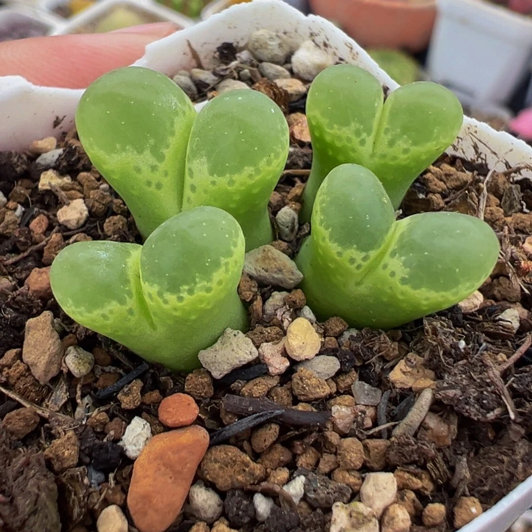 685多肉植物种类多样