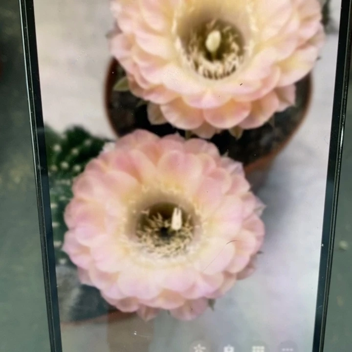 彩草重花6公分左右