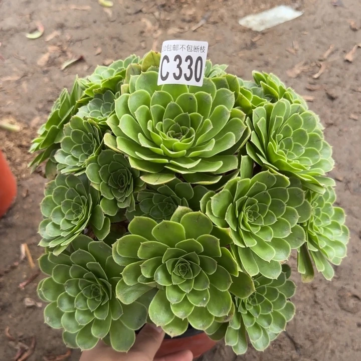 魅灵玫瑰……多肉植物……