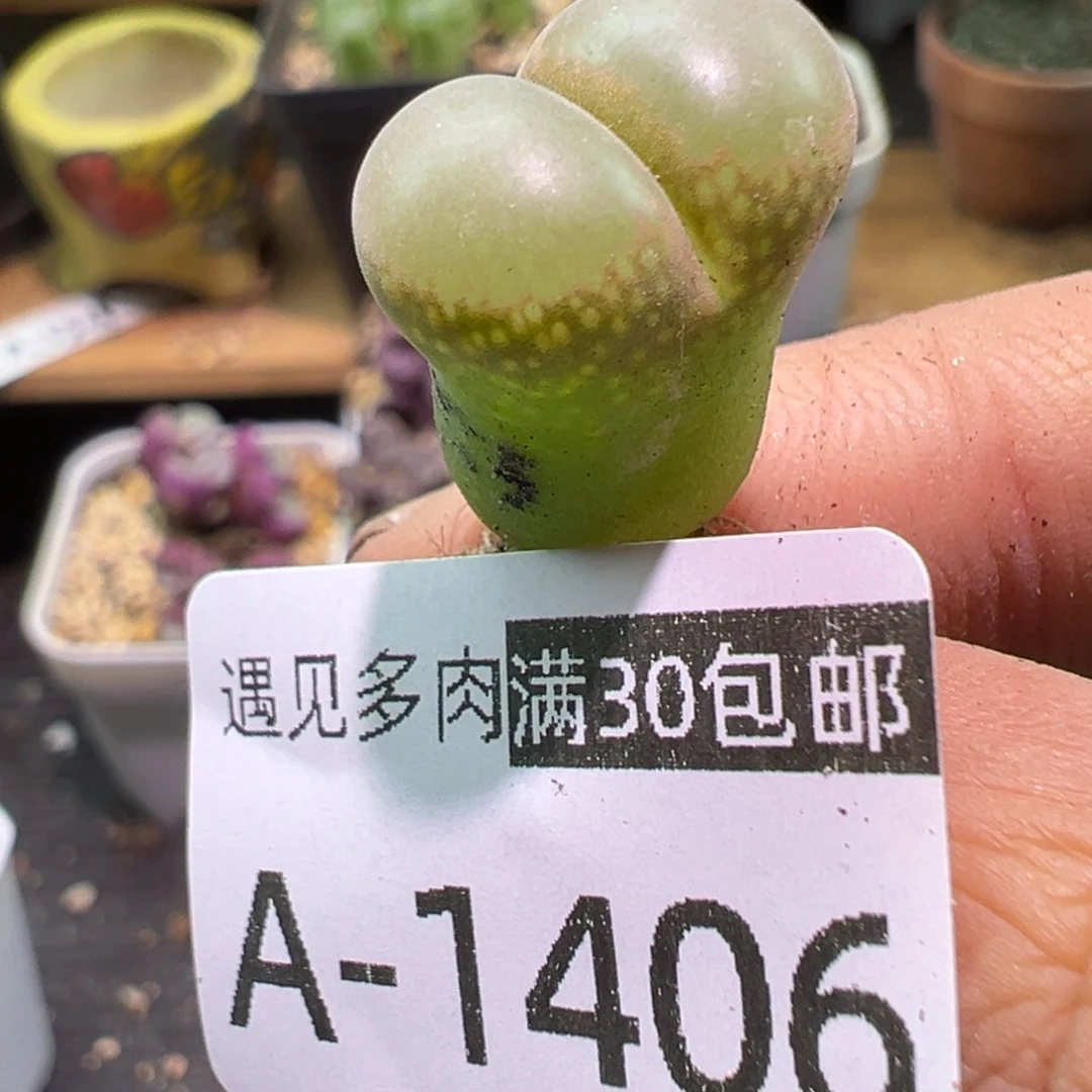 多肉植物11111111111