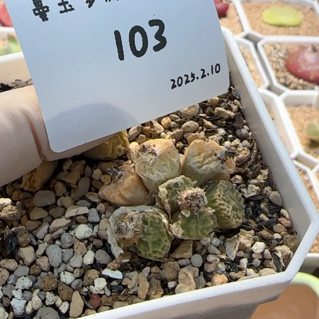 D****.多肉多肉多肉2.10-103