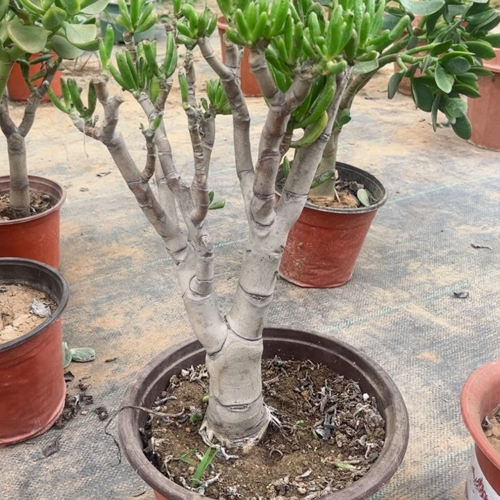 完全开放38吸财树土球发货包邮
