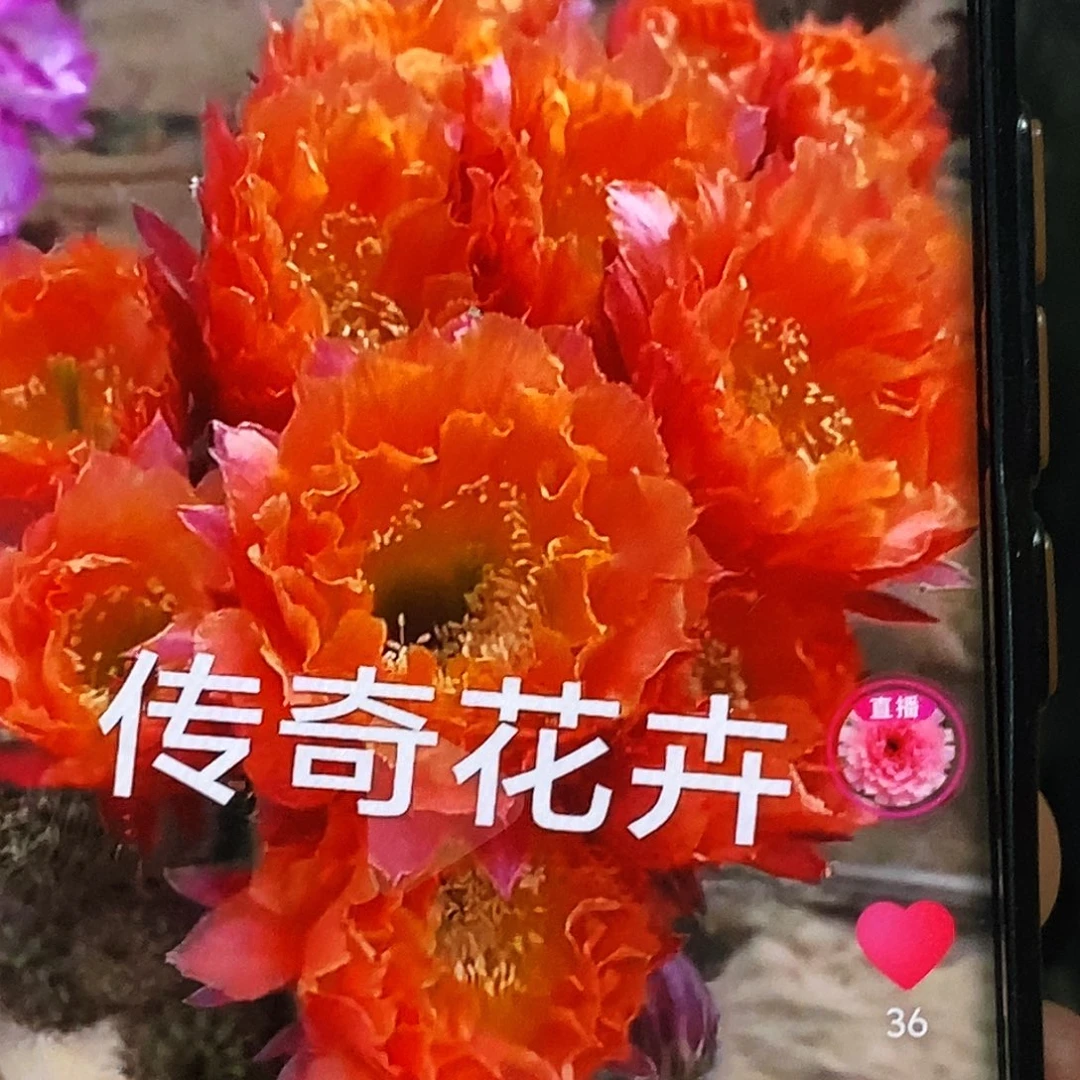 彩 情迷之火侧芽歪20包邮/5公分