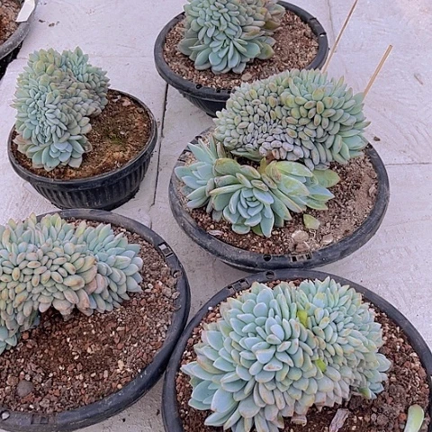 一物一拍星影缀化5个