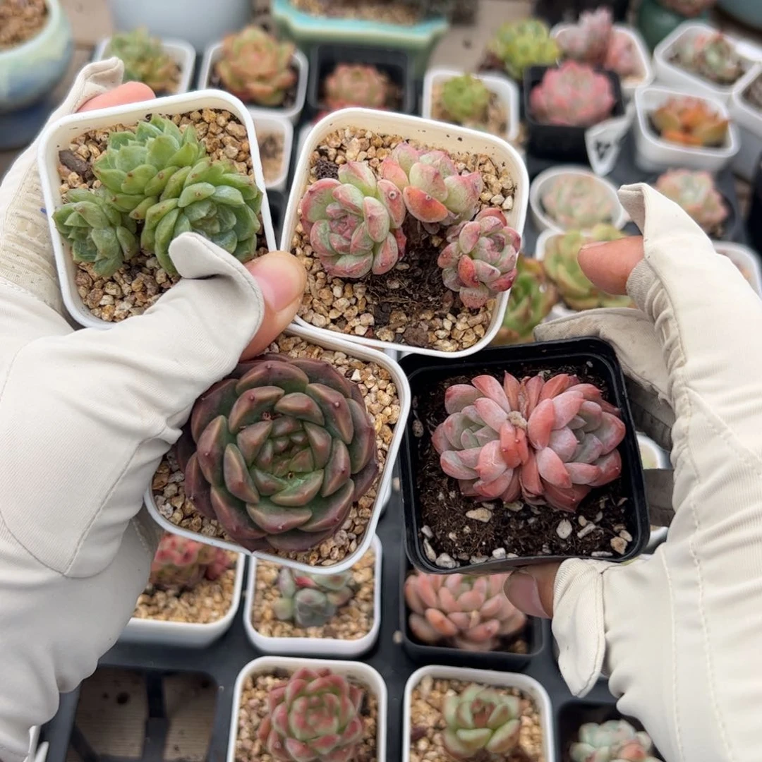 佳***玲353多肉植物组合盆栽