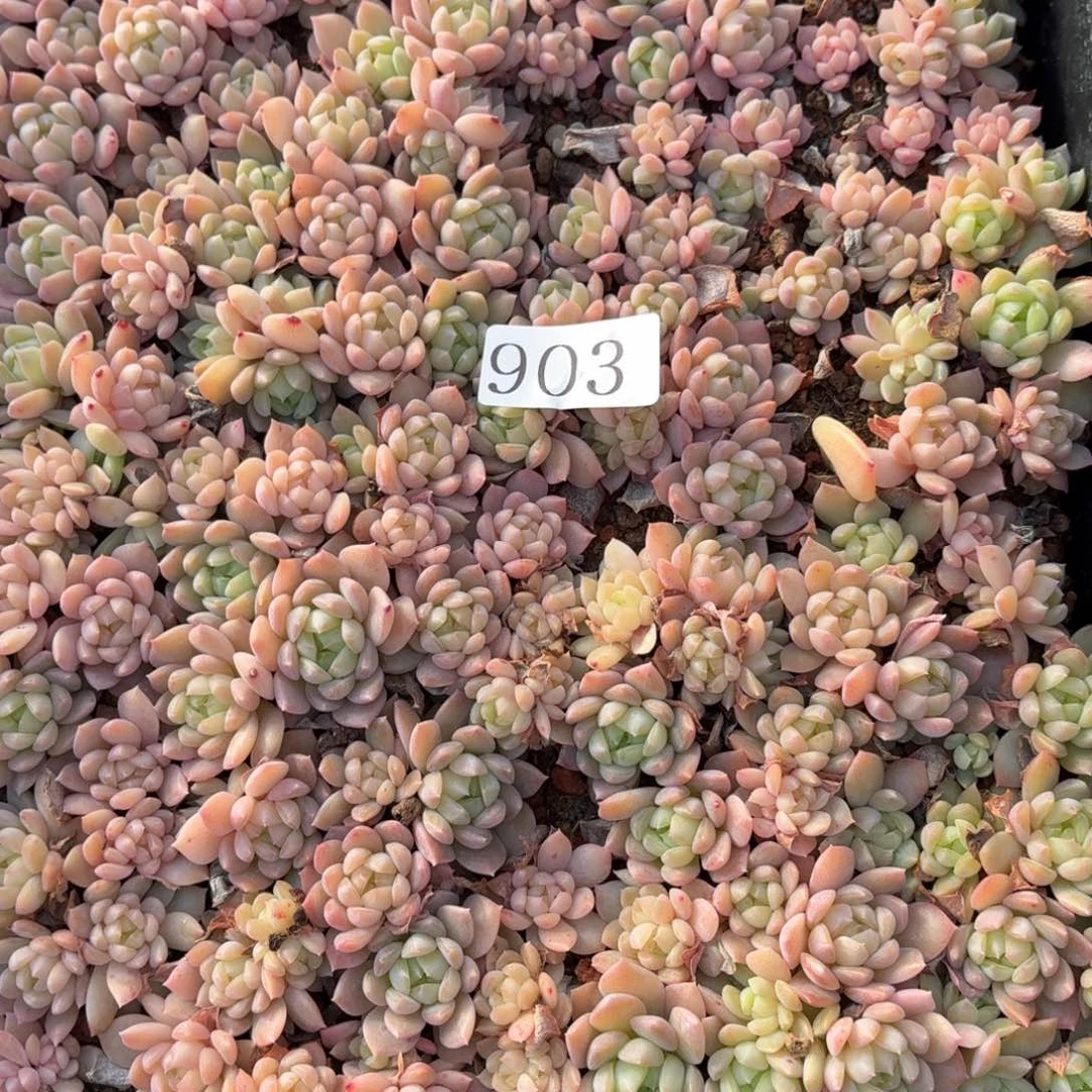 多肉植物多肉植物903