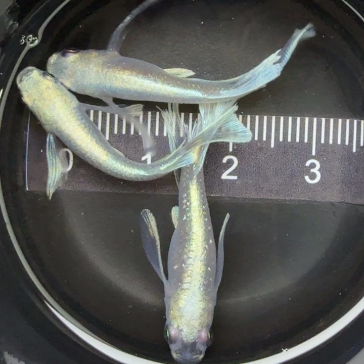 青鳉鱼天使之翼29号