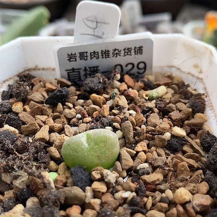 大枪皮卡丘少将杂毛