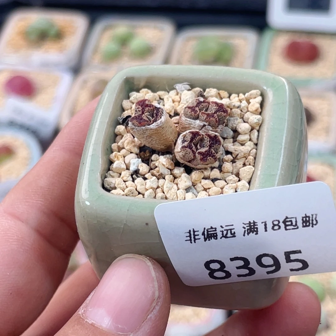 无花朵8395--一物一拍 带盆 福利