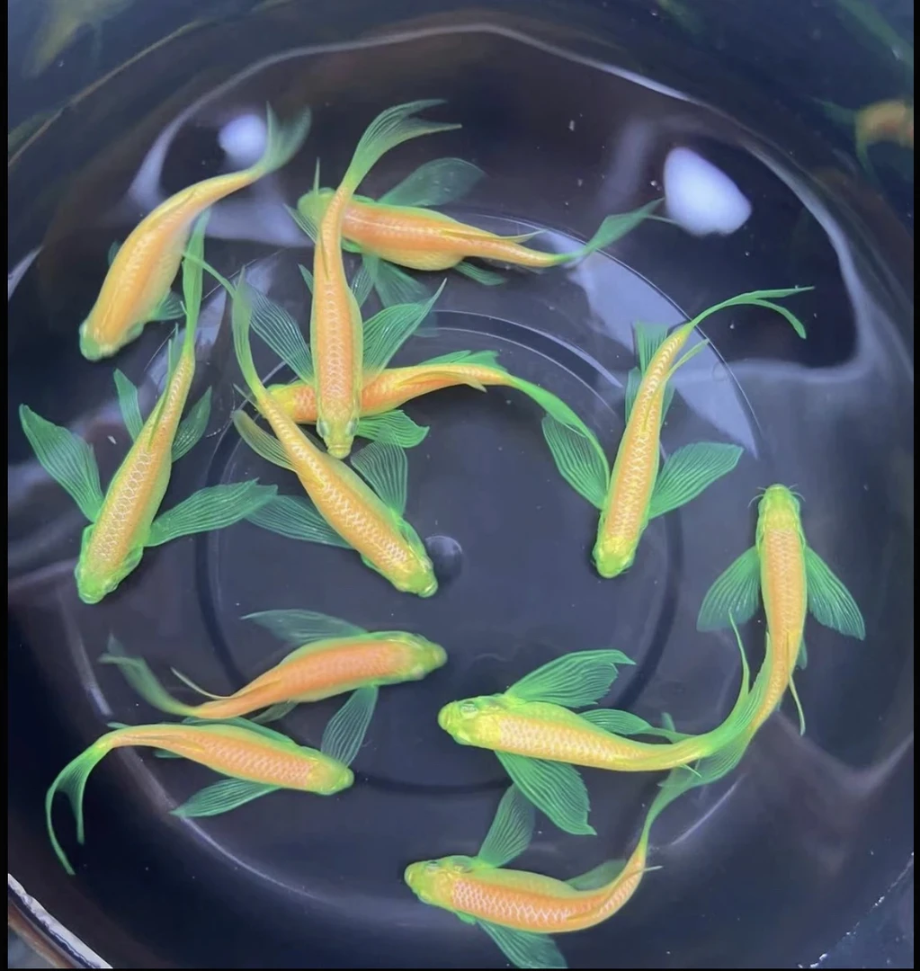 高品质龙凤蝶翼（3.5cm）