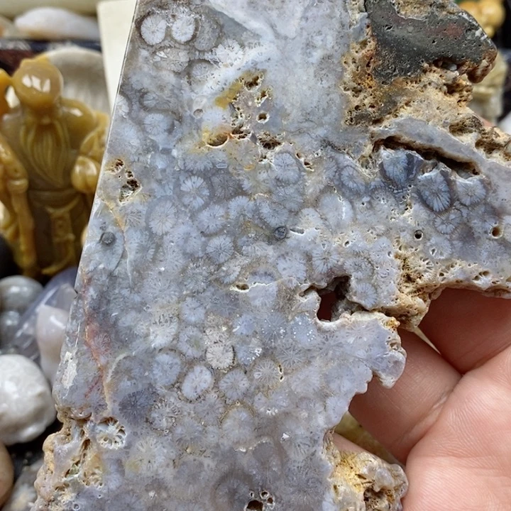 颈饰未镶嵌硅化珊瑚（珊瑚玉）