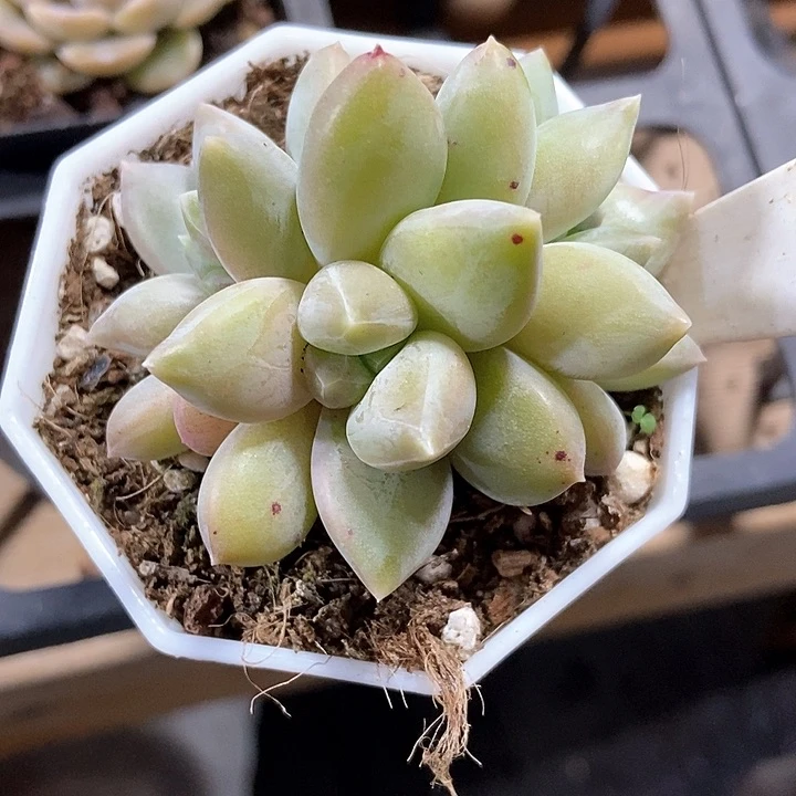 多肉植物重楼1062