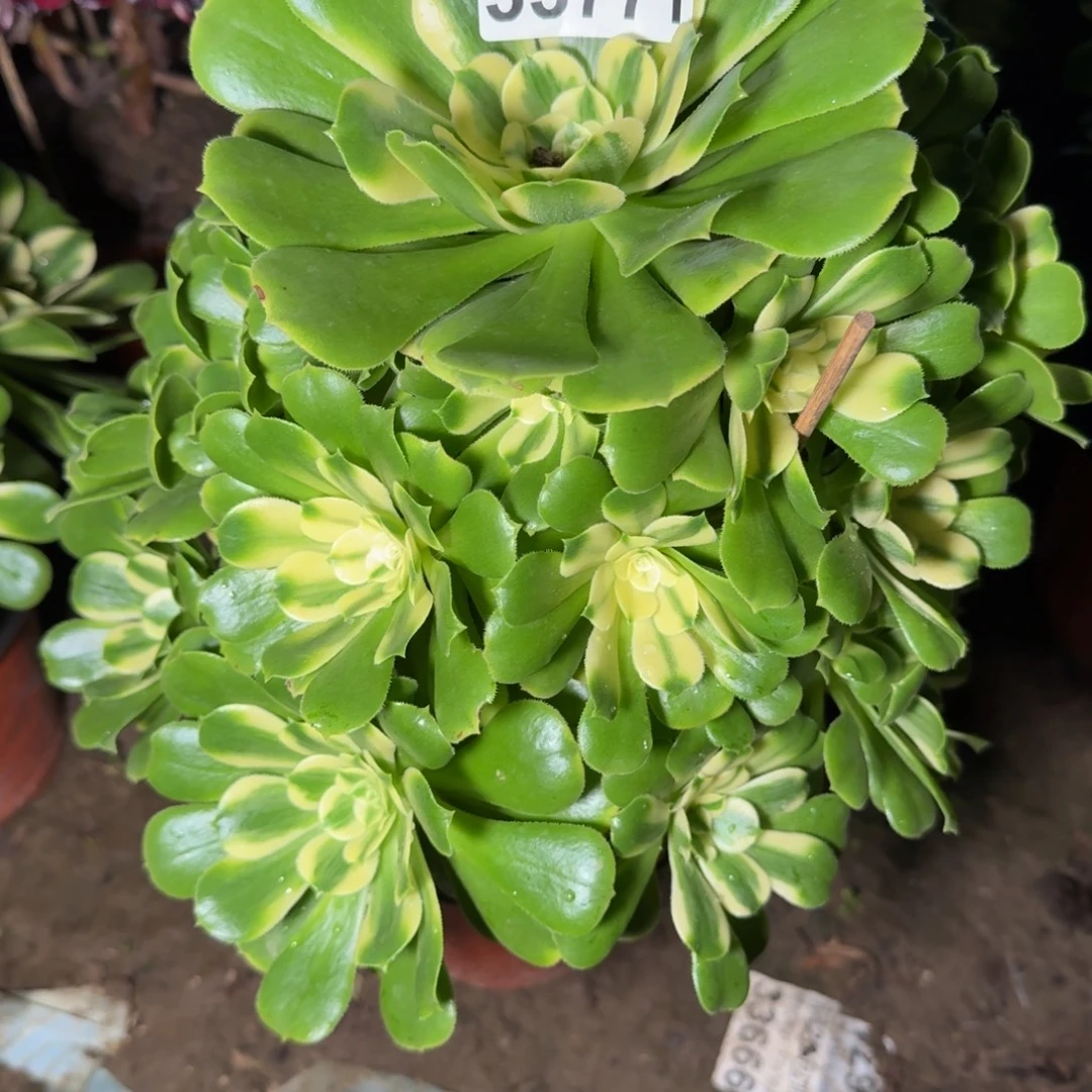 潇***）33771辛尼亚多肉植物