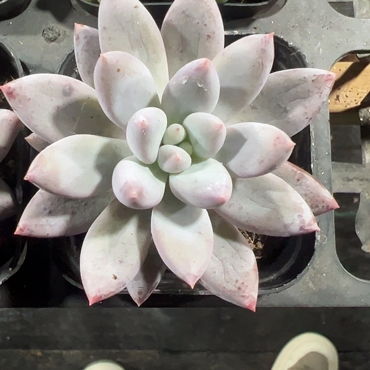 所罗门精品多肉植物