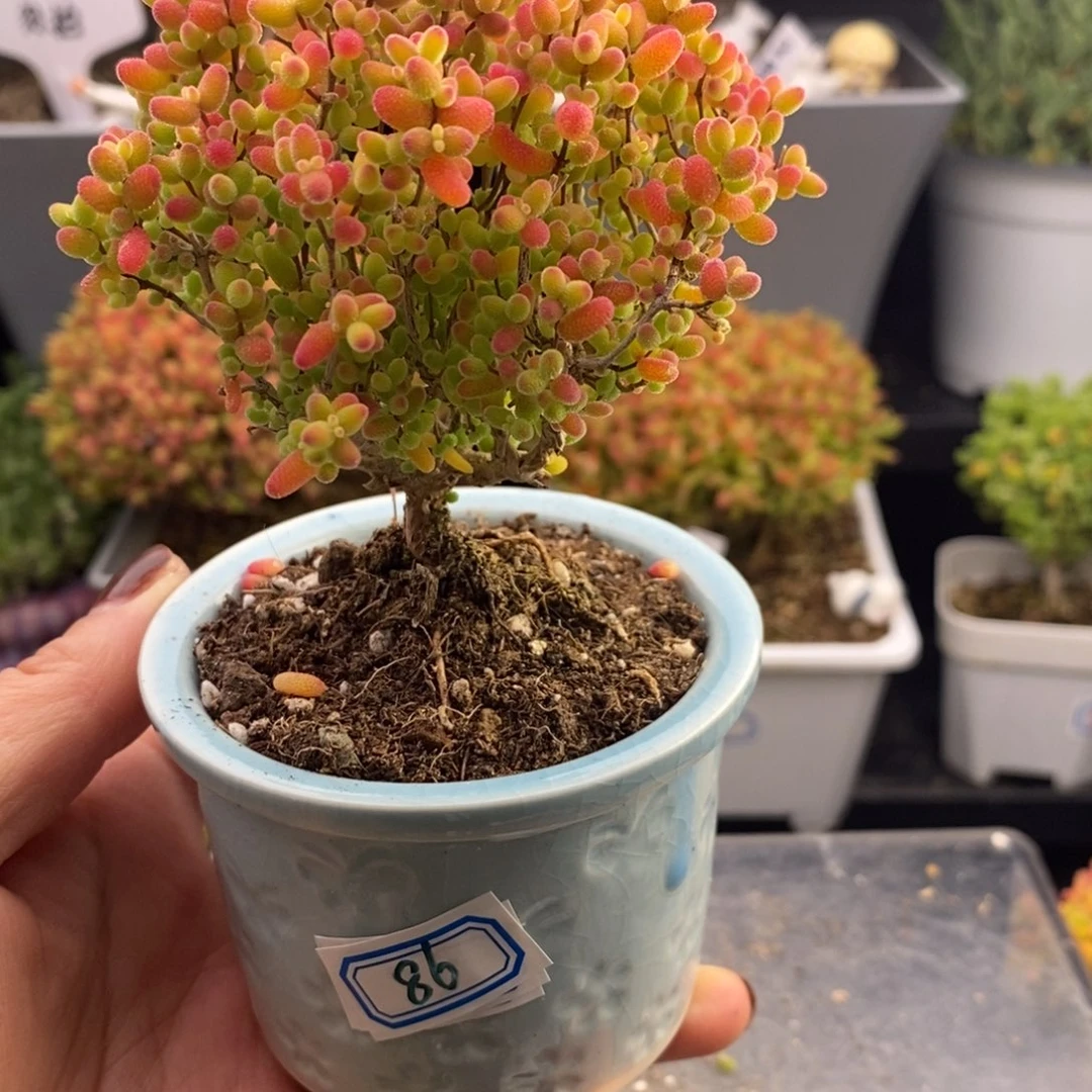 丸***爱完全开放86号蜜橘糖球