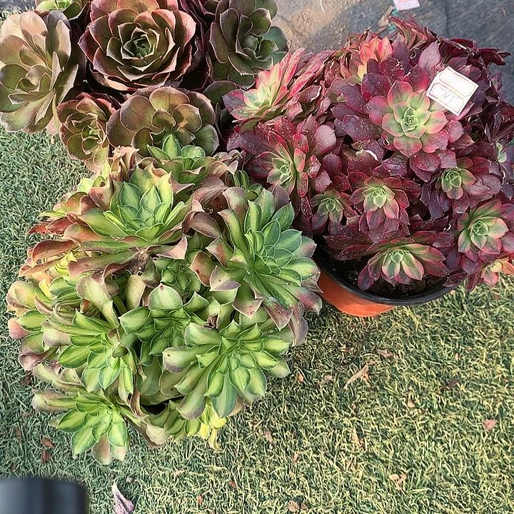 785法师3棵多肉植物