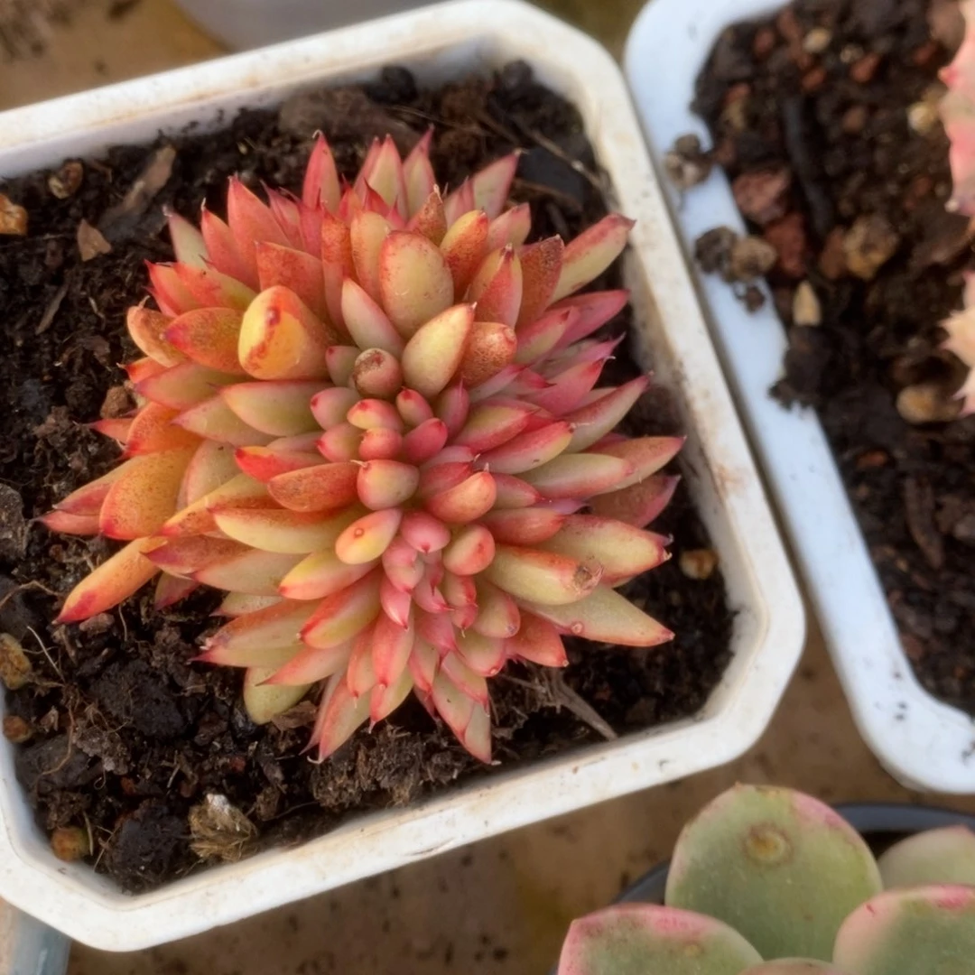 202东云杂锦锦锦锦锦