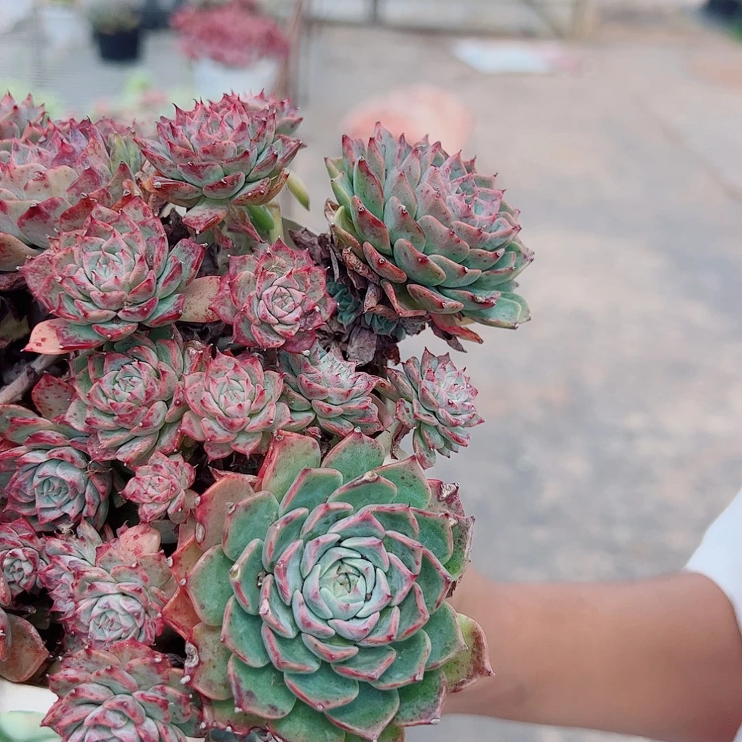 原始海滨格瑞多头群生带盆土